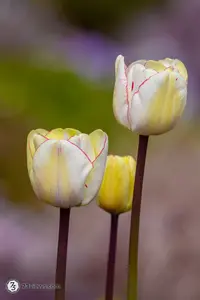 2023 04 23 13 03 52 D853362