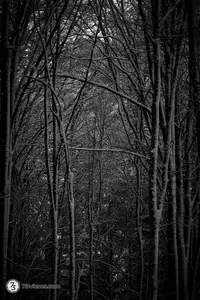 Wald